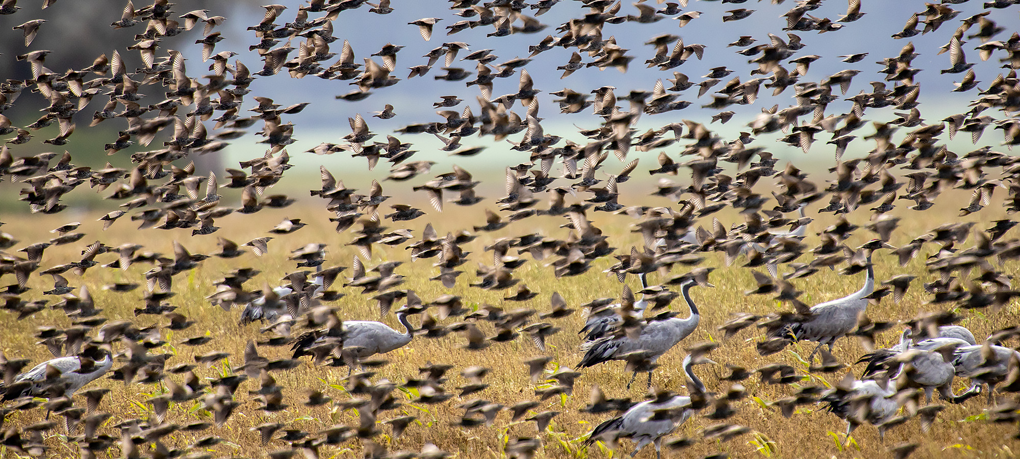 naturfotografie.de - Vogelfotografie