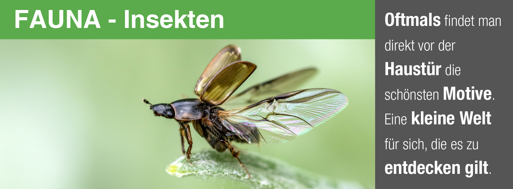 naturfotografie.de - Insektenfotografie