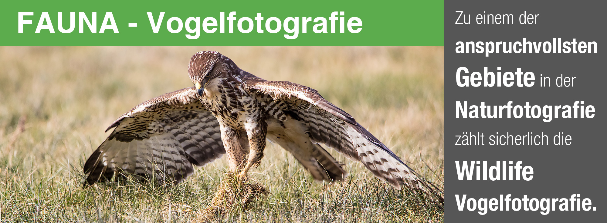 naturfotografie.de - Vogelfotografie