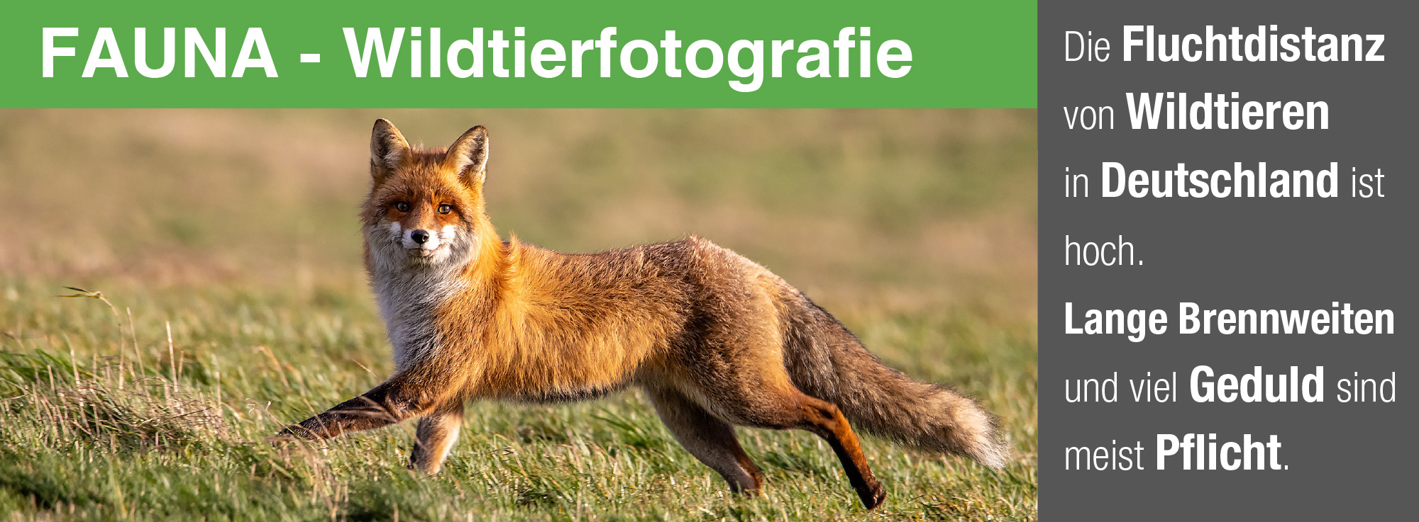 aturfotografie.de - Wildtierfotografie