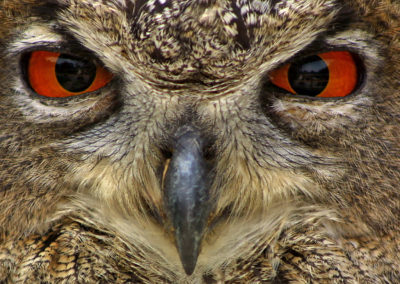 naturfotografie.de - Zoo und Gehege