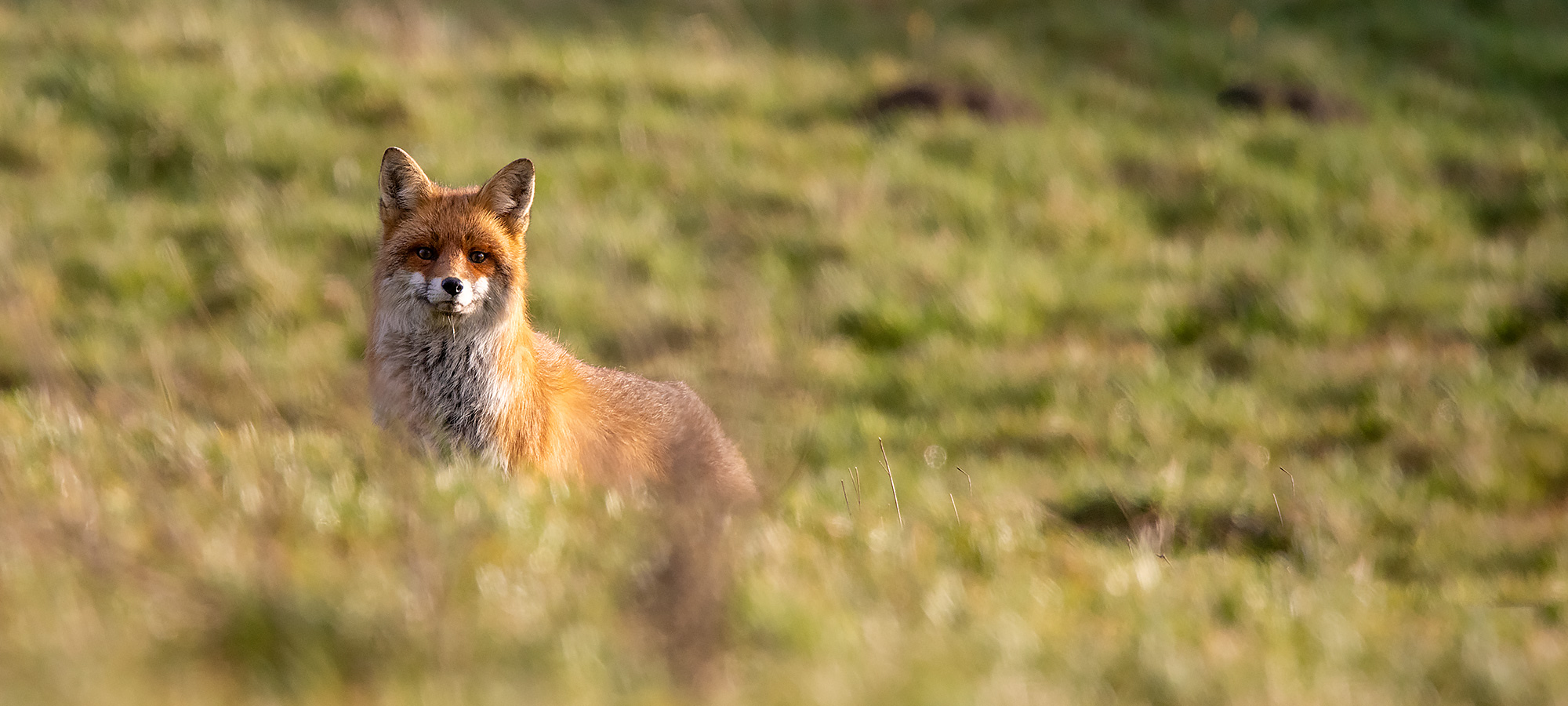 naturfotografie.de - Wildtierfotografie