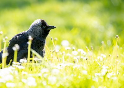 naturfotografie.de - Vogelfotografie