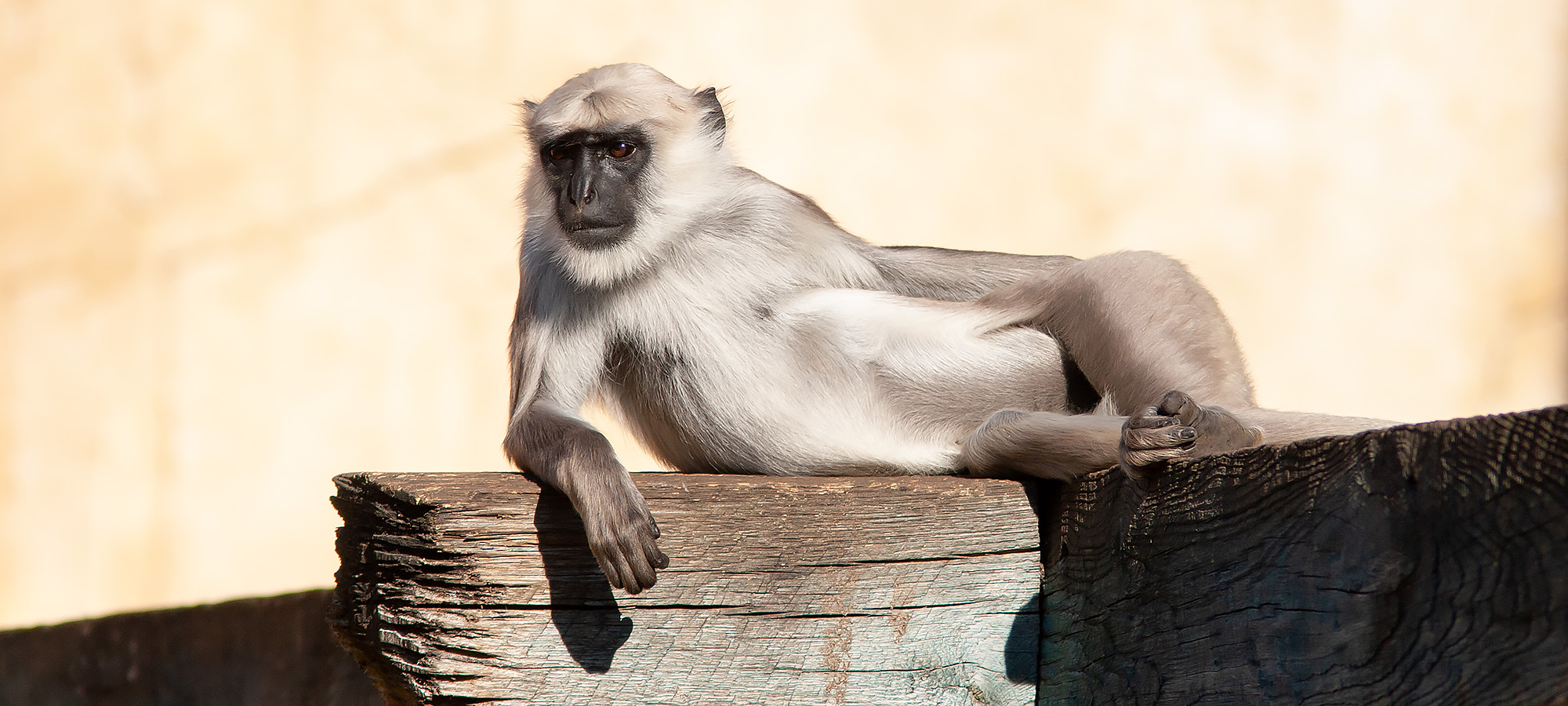 naturfotografie.de - Zoofotografie Gehegefotografie