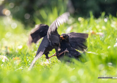 naturfotografie.de - Story - Revierstreit unter Amseln