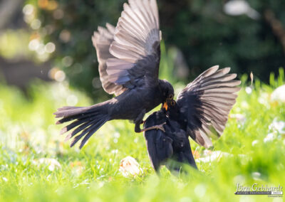 naturfotografie.de - Story - Revierstreit unter Amseln