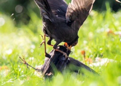 naturfotografie.de - Story - Revierstreit unter Amseln