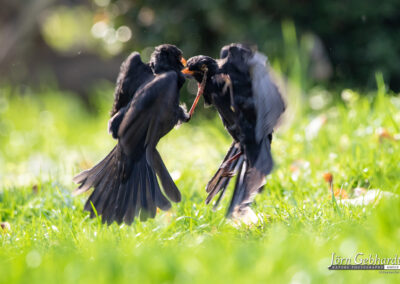 naturfotografie.de - Story - Revierstreit unter Amseln