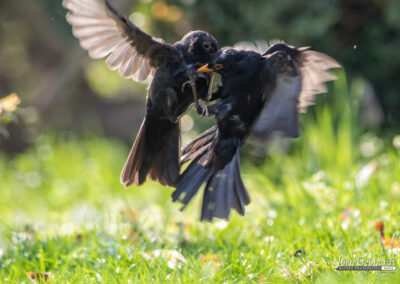 naturfotografie.de - Story - Revierstreit unter Amseln