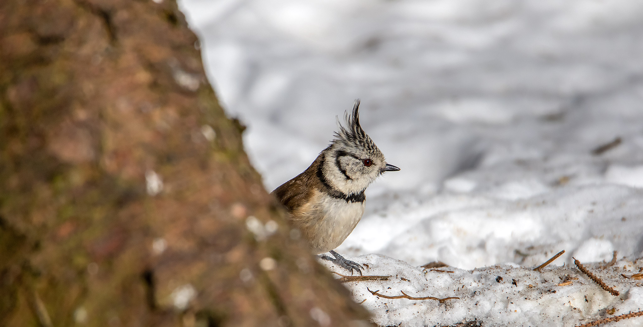 naturfotografie.de - Winterfutterplatz für Vögel einrichten