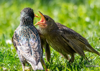 naturfotografie.de - Story - Invasion der Stare