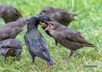 naturfotografie.de - Story - Invasion der Stare