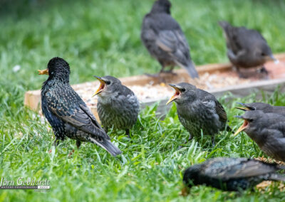 naturfotografie.de - Story - Invasion der Stare