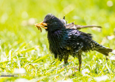 naturfotografie.de - Story - Invasion der Stare