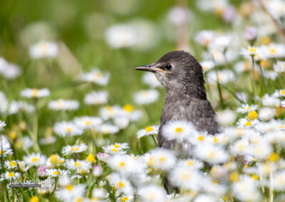 naturfotografie.de - Story - Invasion der Stare