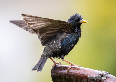 naturfotografie.de - Story - Invasion der Stare