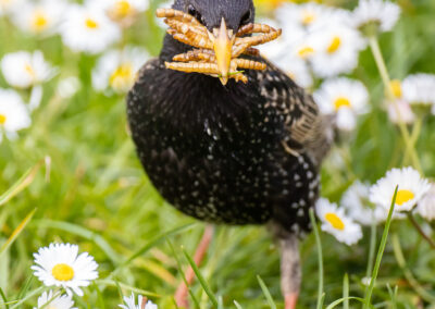 naturfotografie.de - Story - Invasion der Stare