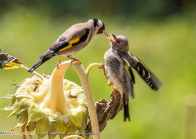 naturfotografie.de - Stories - Distelfink auf Sonnenblume