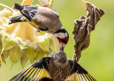 naturfotografie.de - Stories - Distelfink auf Sonnenblume