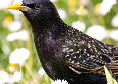 naturfotografie.de - Story - Invasion der Stare