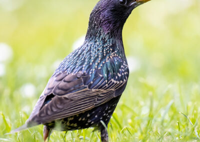 naturfotografie.de - Story - Invasion der Stare