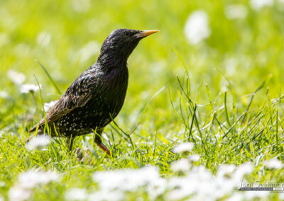 naturfotografie.de - Story - Invasion der Stare