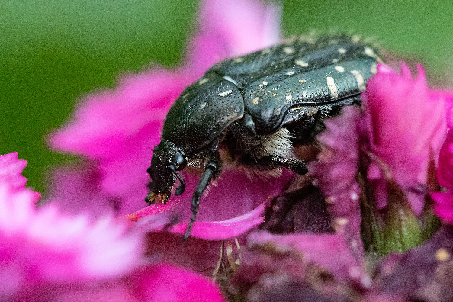 naturfotografie.de - Insektenfotografie