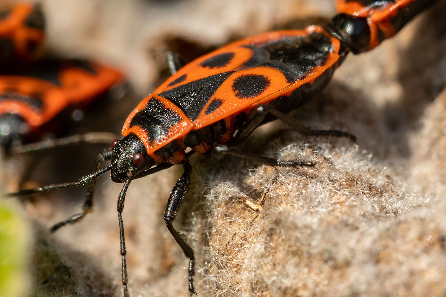 naturfotografie.de - Insektenfotografie