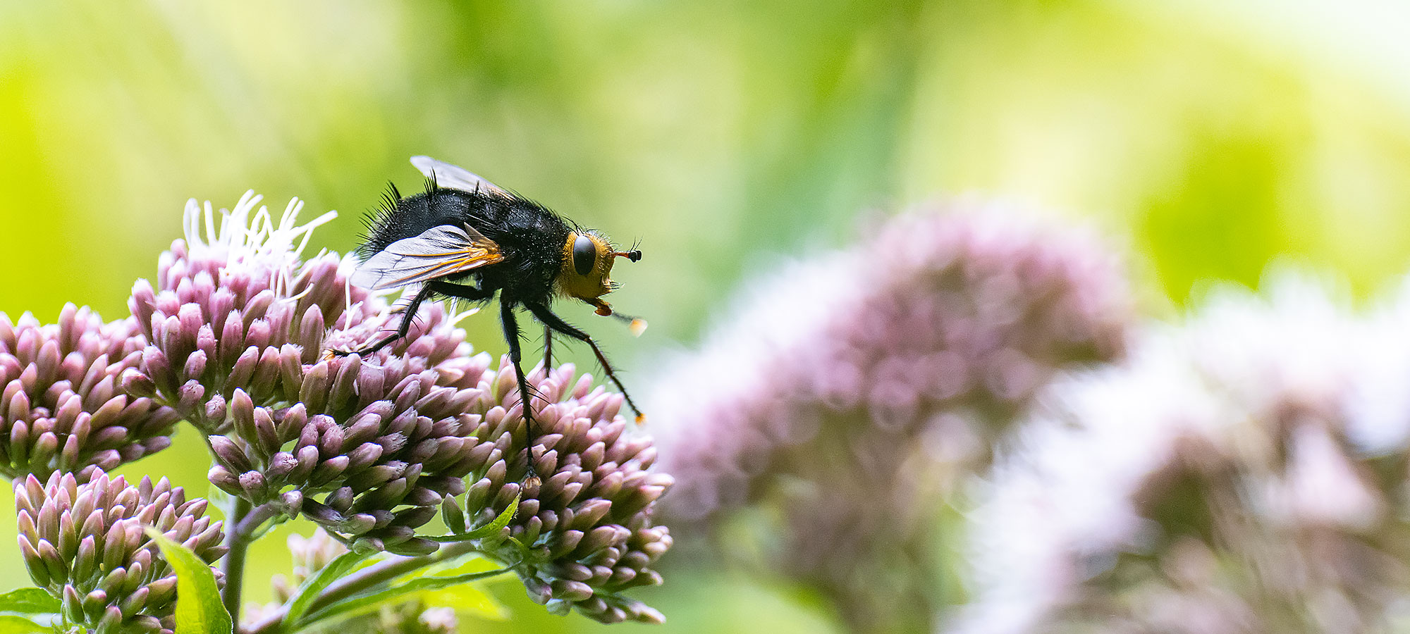 naturfotografie.de - Insektenfotografie