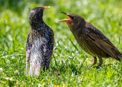 naturfotografie.de - Story - Invasion der Stare