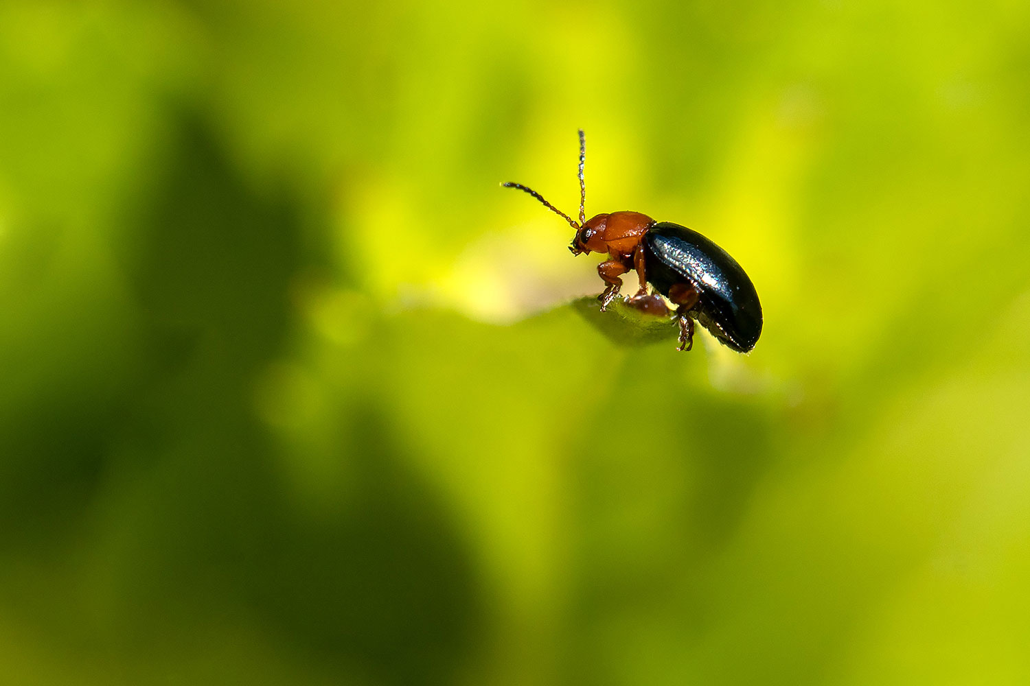 naturfotografie.de - Insektenfotografie