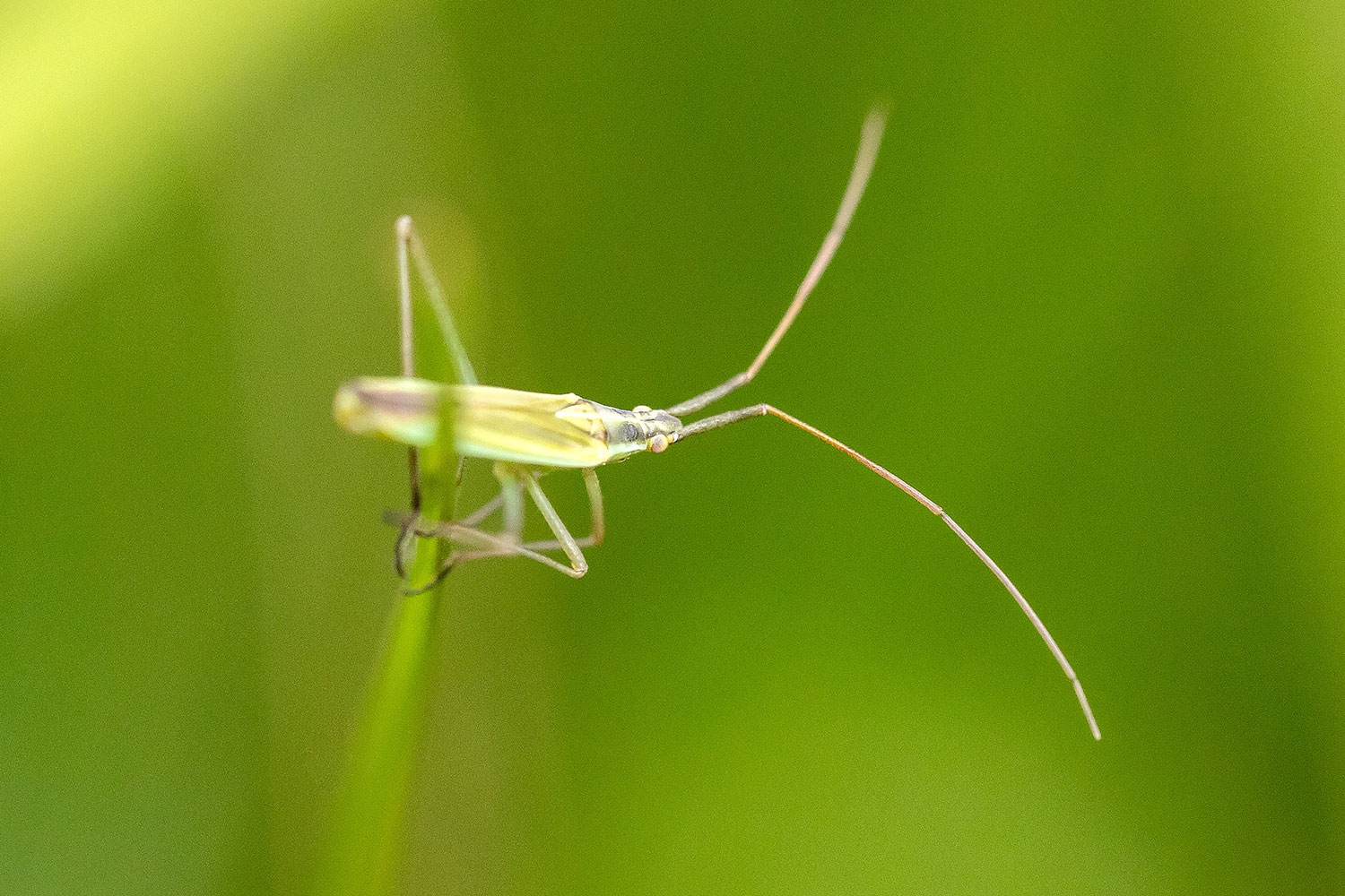 naturfotografie.de - Insektenfotografie