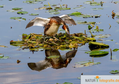 naturfotografie.de - Vogelfotografie