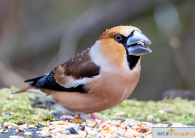 Naturfotografie - Vogelfotografie