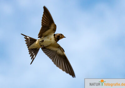 naturfotografie.de - Vogelfotografie