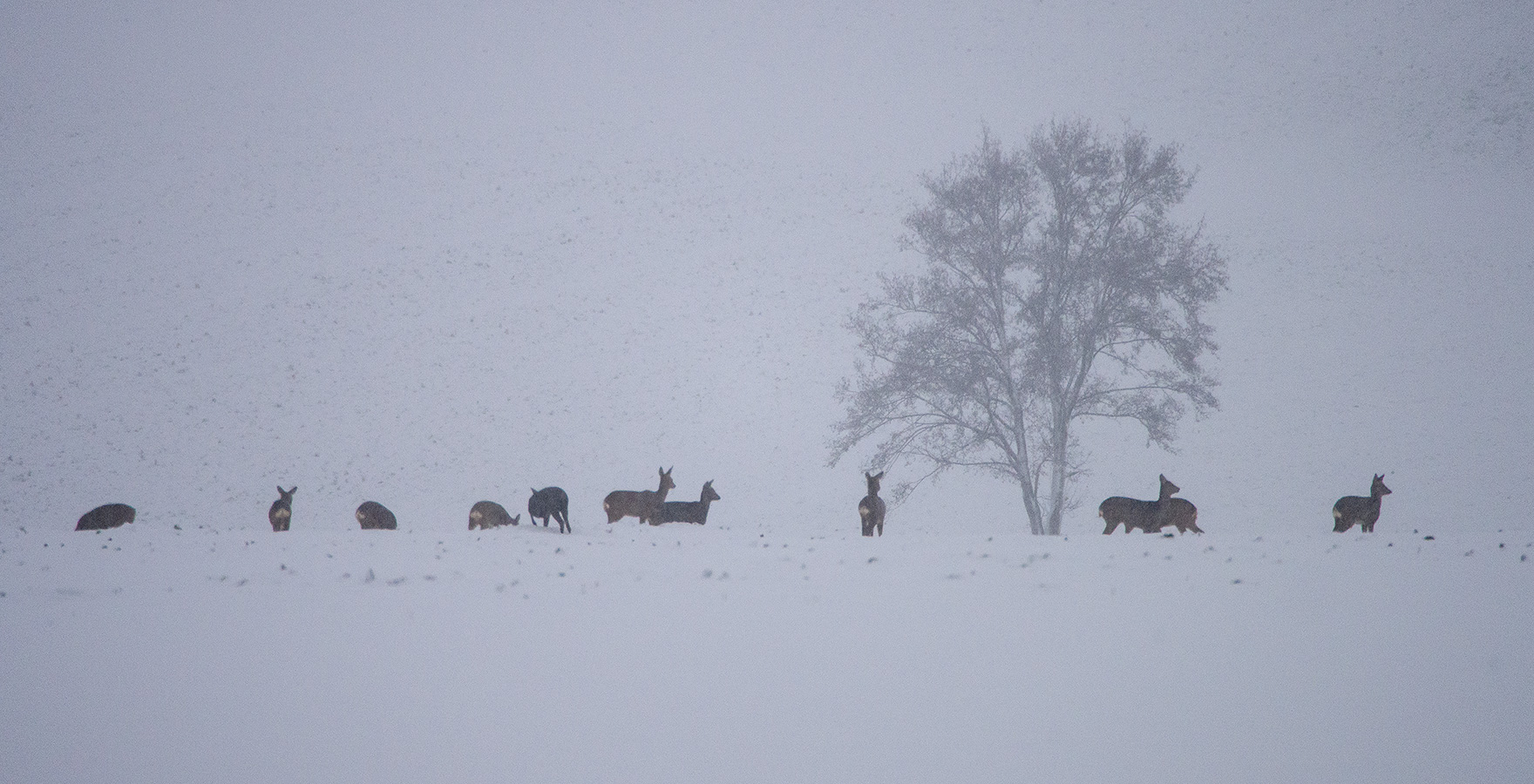 naturfotografie.de - Wildlife