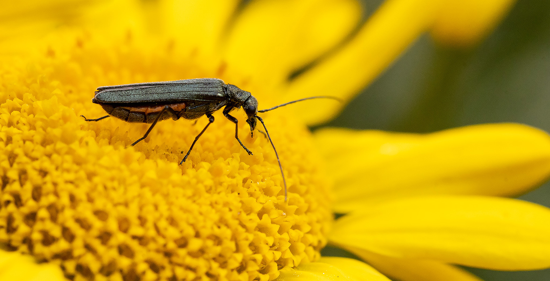 naturfotografie.de - Insektenfotografie