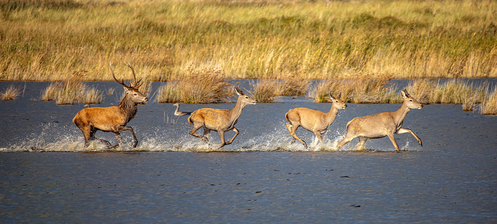 naturfotografie.de - Tipps und Tricks