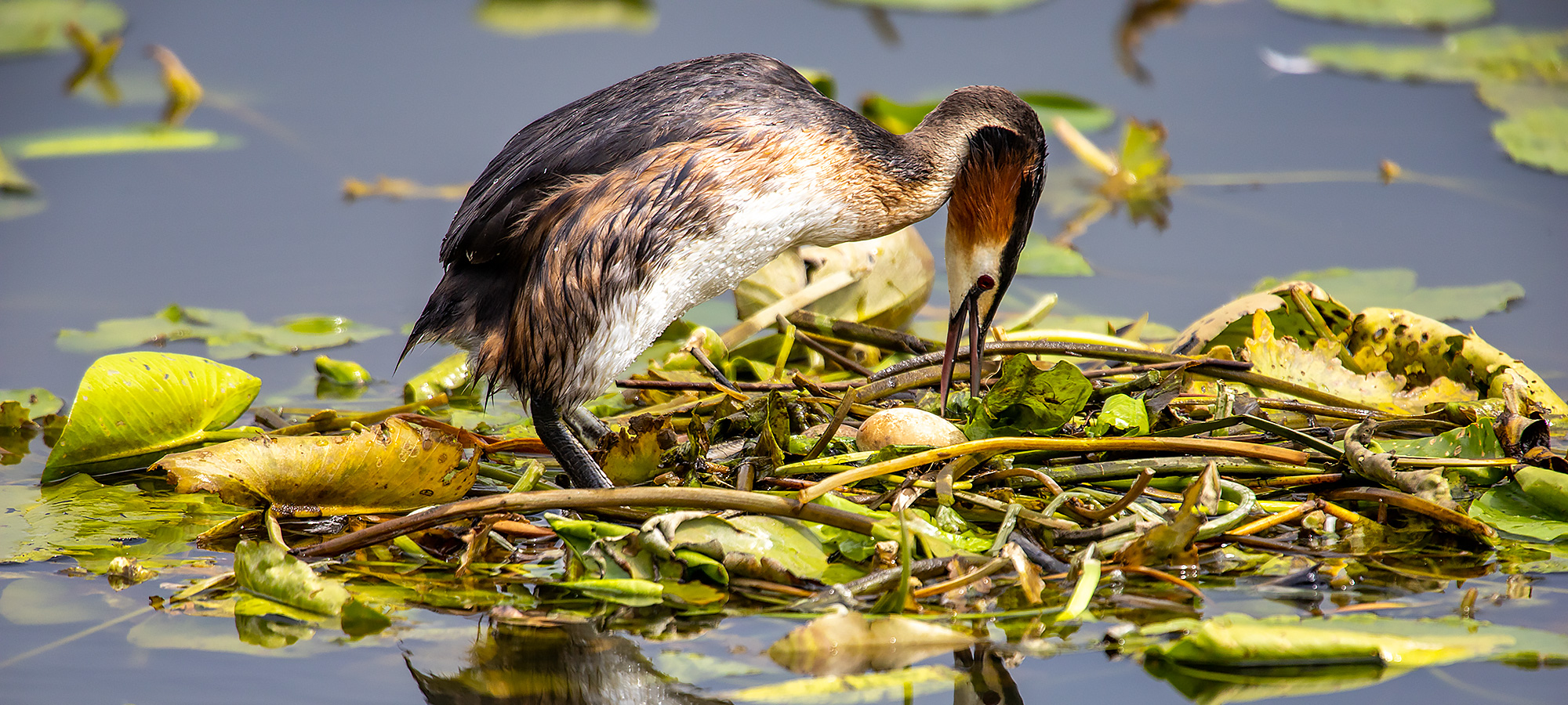 naturfotografie.de - Service