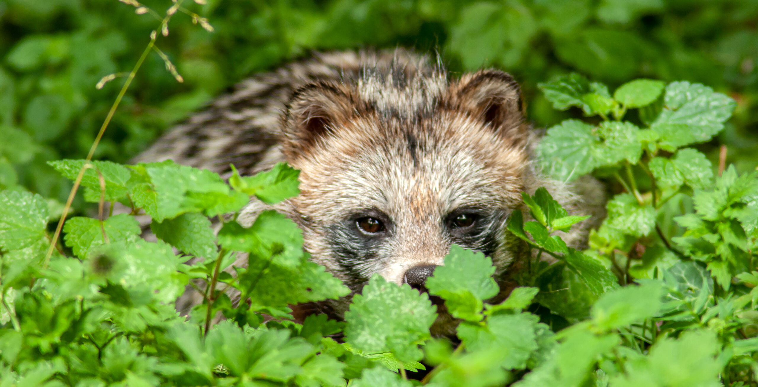 naturfotografie.de - Wildlife