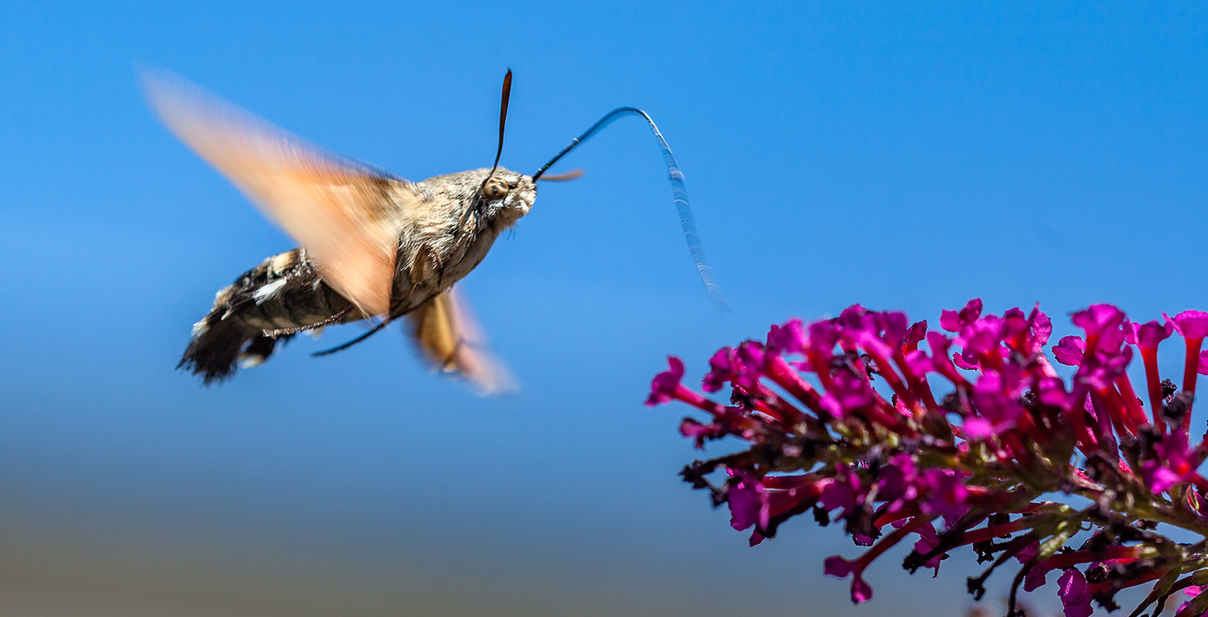 naturfotografie.de - Insektenfotografie