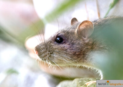 naturfotografie.de - Wildtierfotografie