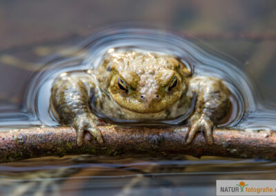 naturfotografie.de - Wildtierfotografie