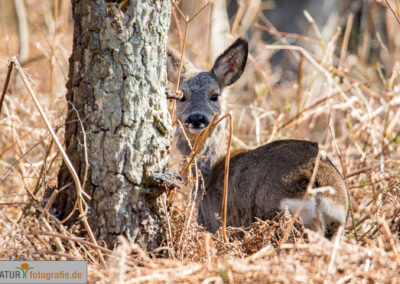 naturfotografie.de - Wildtierfotografie