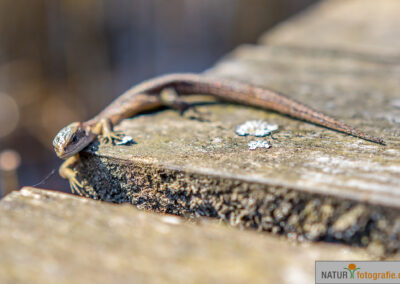 naturfotografie.de - Wildtierfotografie