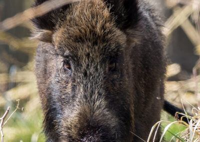 naturfotografie.de - Wildtierfotografie