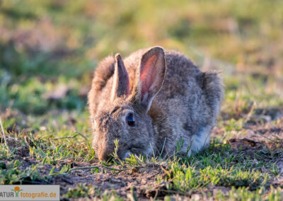 naturfotografie.de - Wildtierfotografie