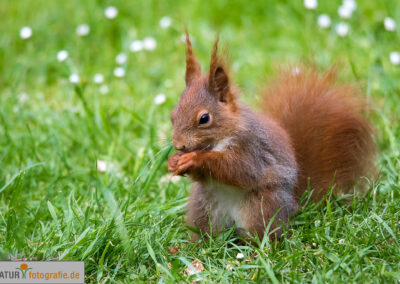 naturfotografie.de - Wildtierfotografie