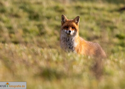 naturfotografie.de - Wildtierfotografie