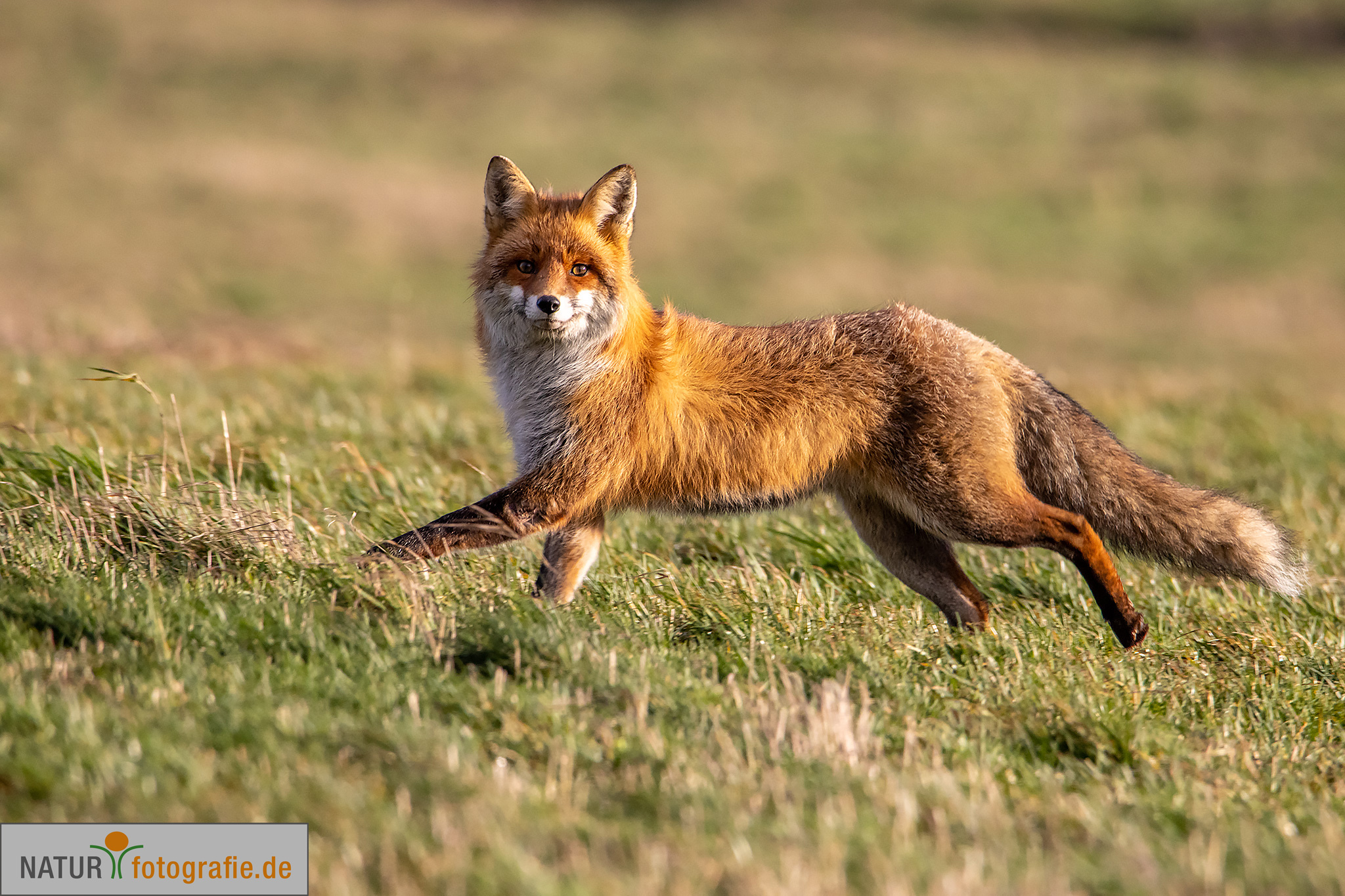 naturfotografie.de - Wildtierfotografie